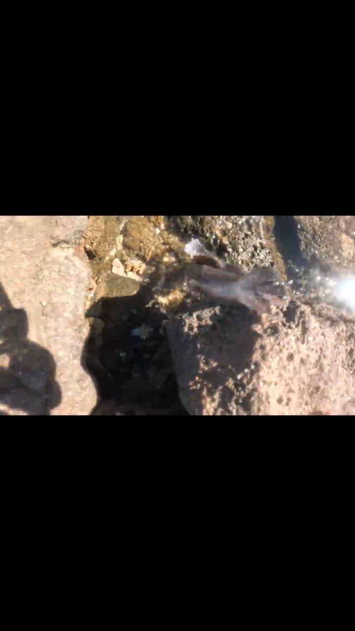 Surviving Shark Island for Dinner