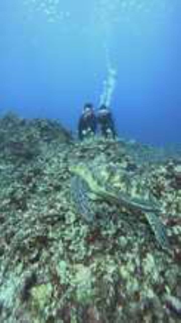 Octopus: Masters of Transformation