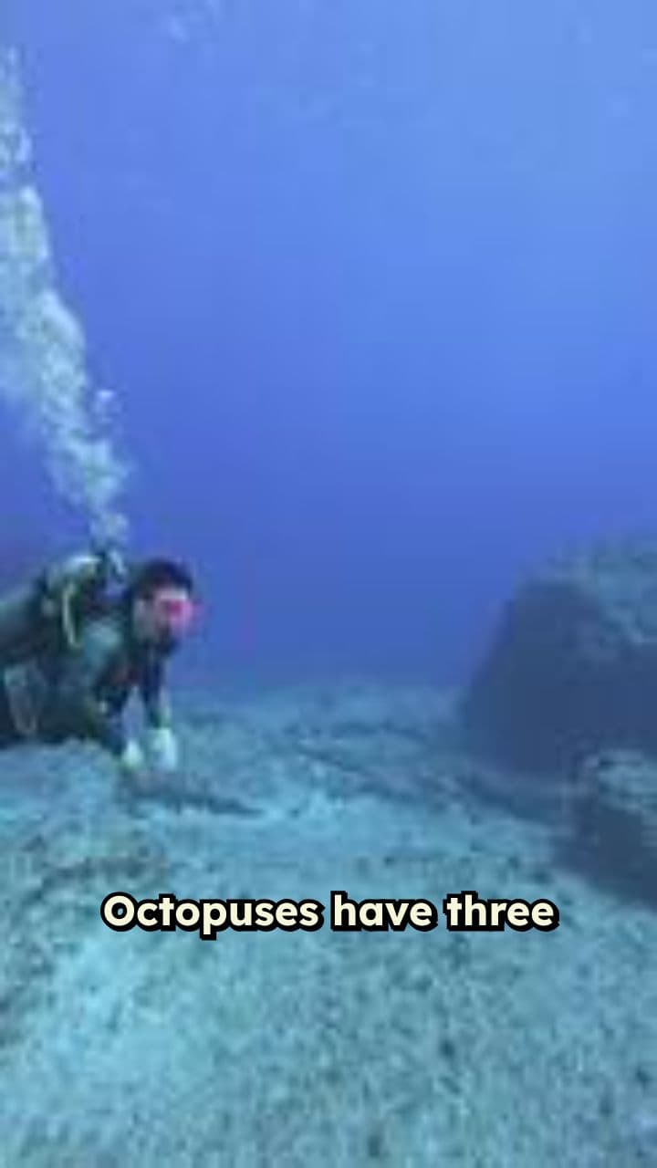 The Intelligence of Octopuses