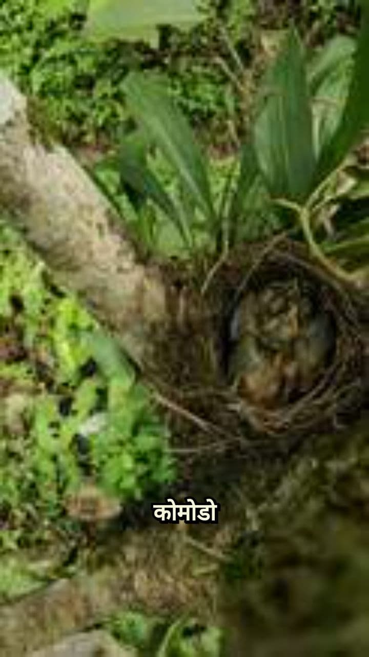 कोमोडो हैचलिंग्स का पेड़ों पर जीवन