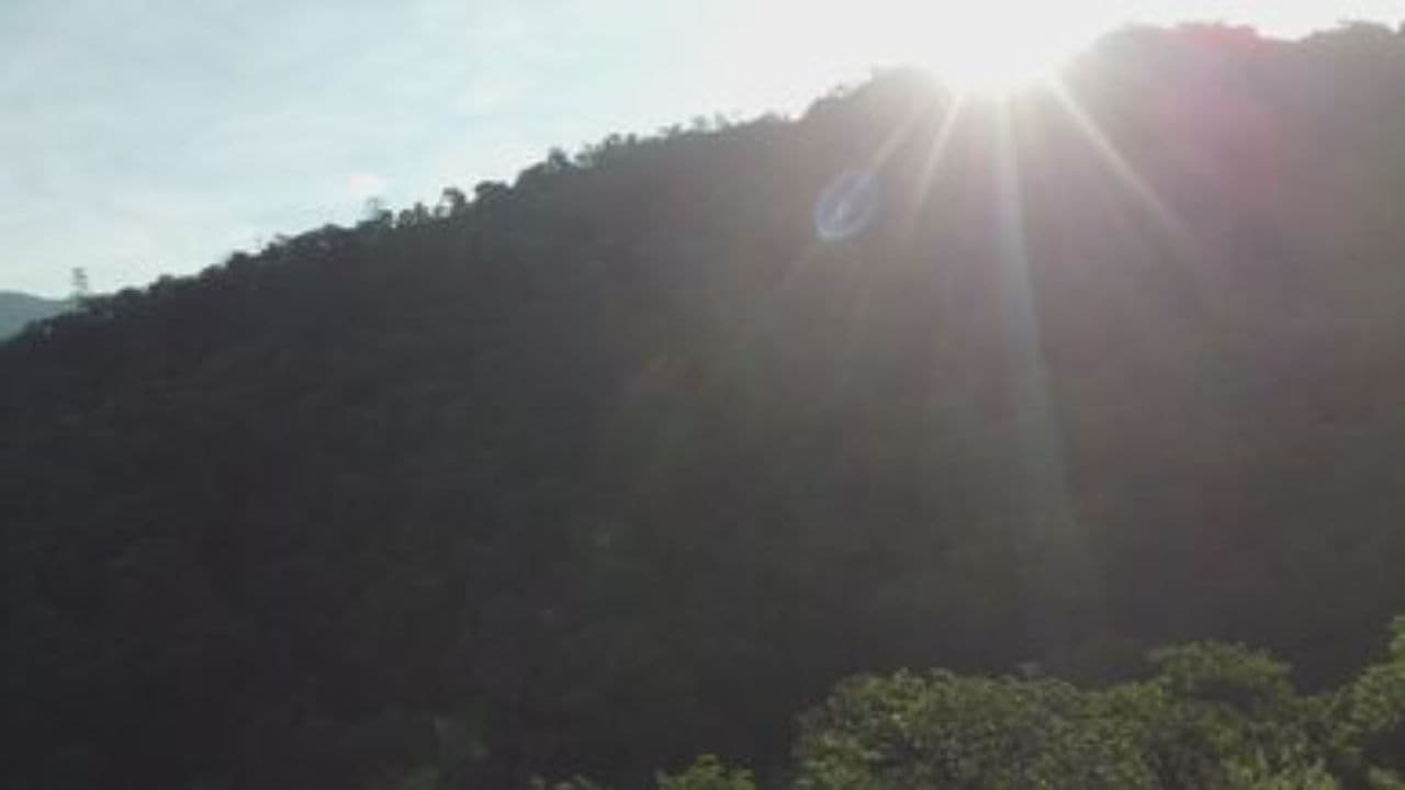 Приключения в лимонном лесу