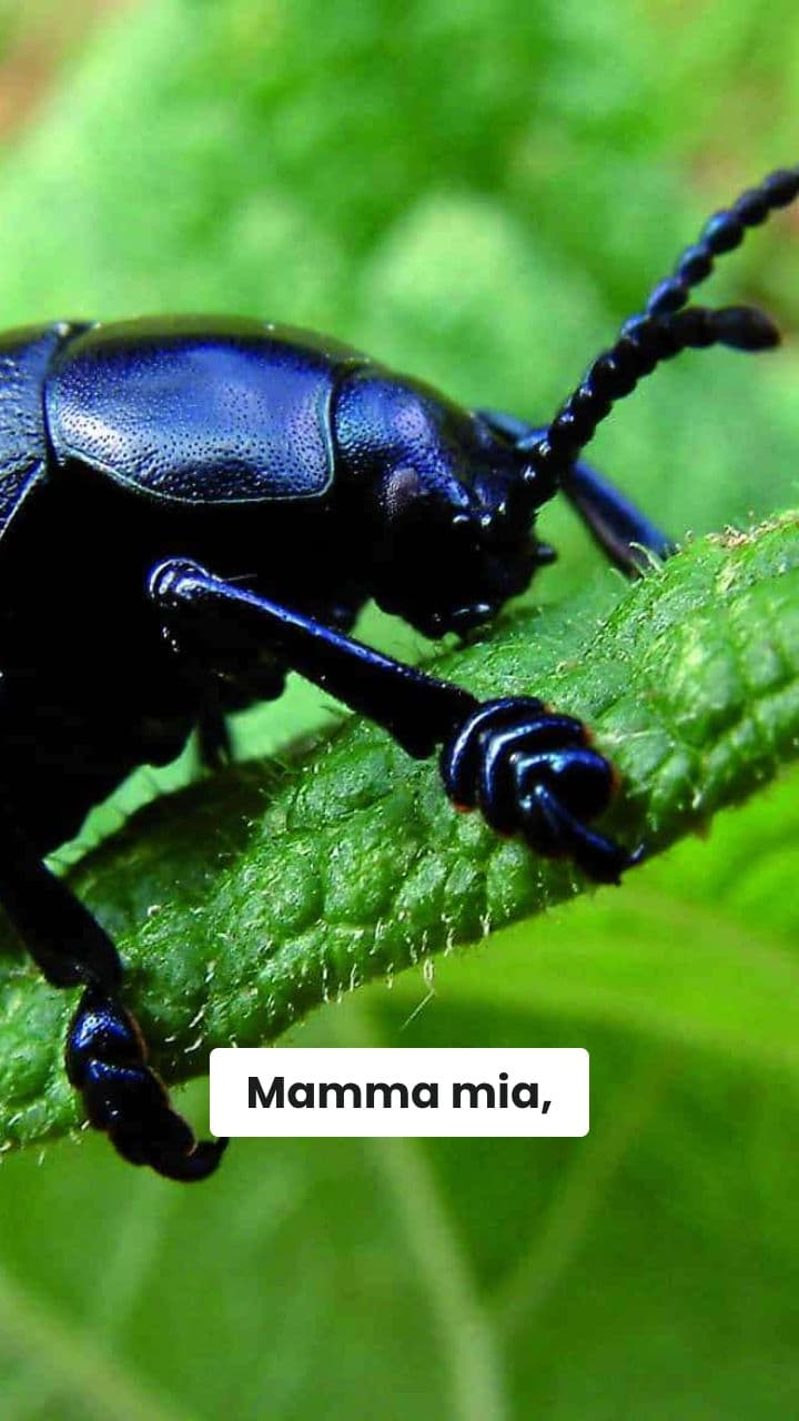 Beebis Danza Incredibile!