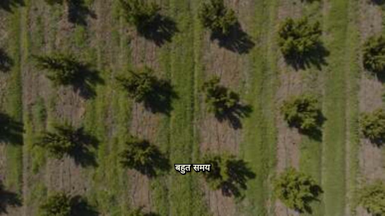 चतुर बंदर और मगरमच्छ की कहानी