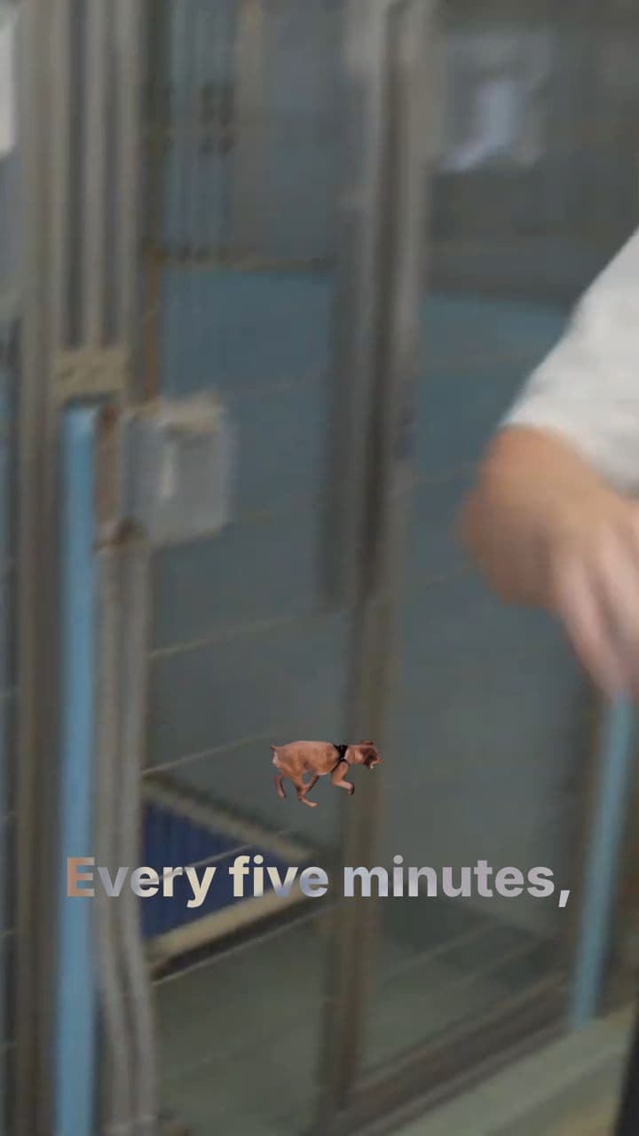 Saving 100 Dogs From Being Euthanized