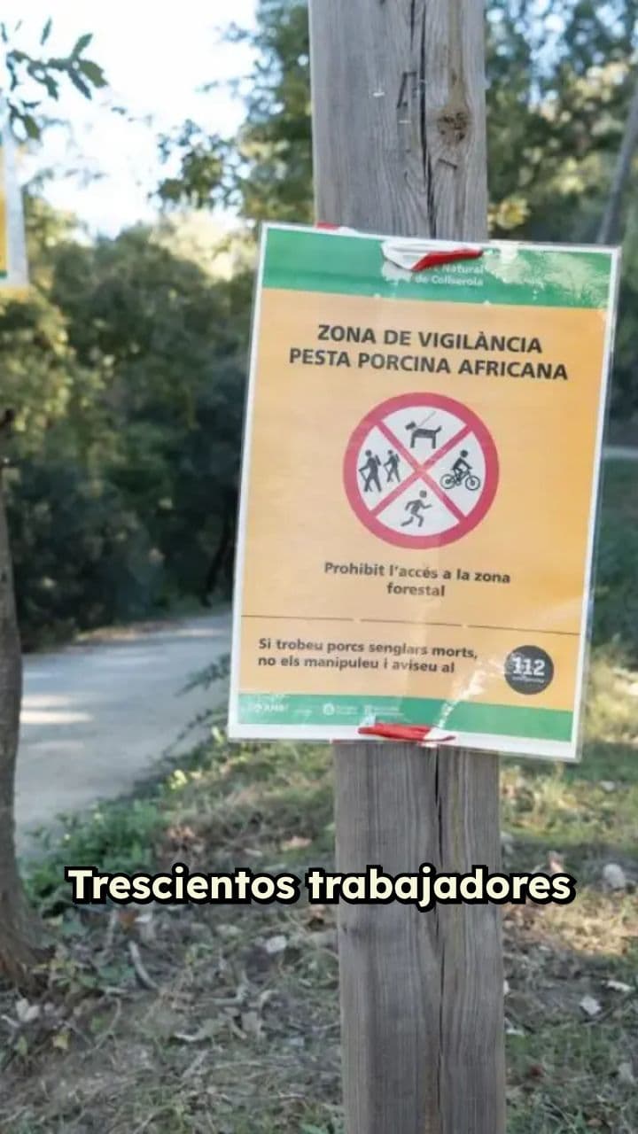 Suspensión de trabajadores por peste porcina