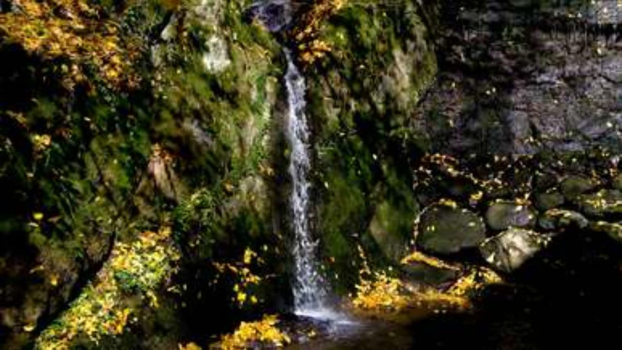 Autumn's Enchantment