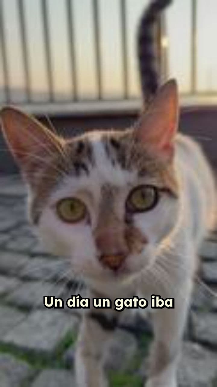 El gato y el ratón herido