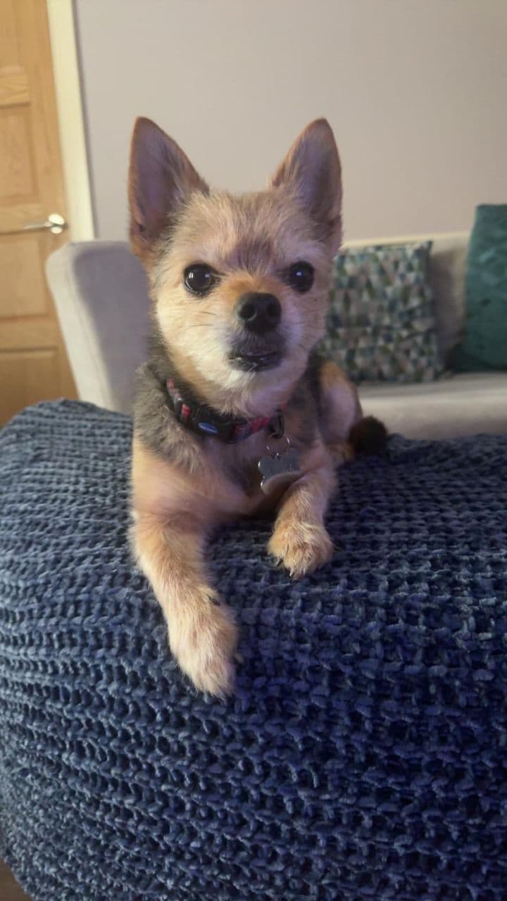 Luka the Loyal Friend