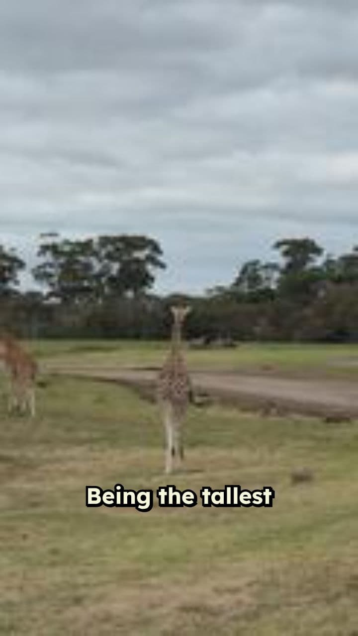 Ginger the Giraffe: A Hero's Journey