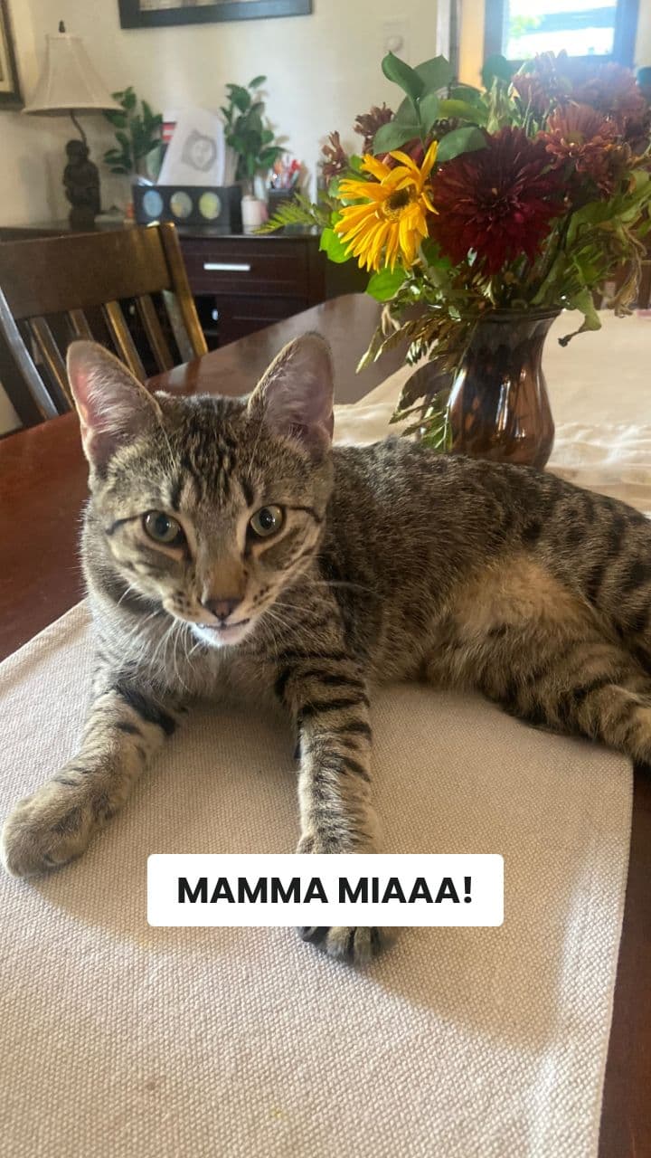 Gattopizza Margherito's Chaotic Adventure