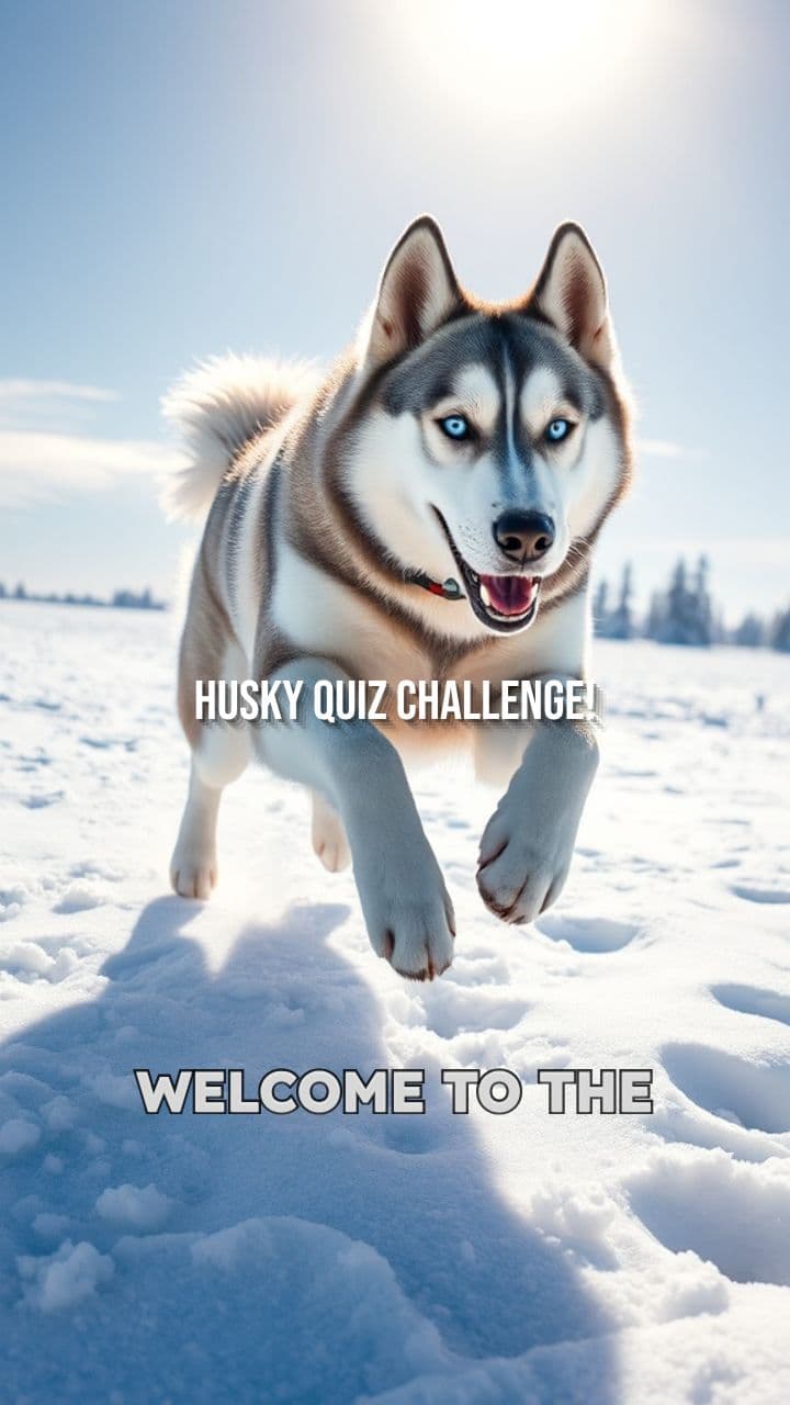 Siberian Husky Quiz 12