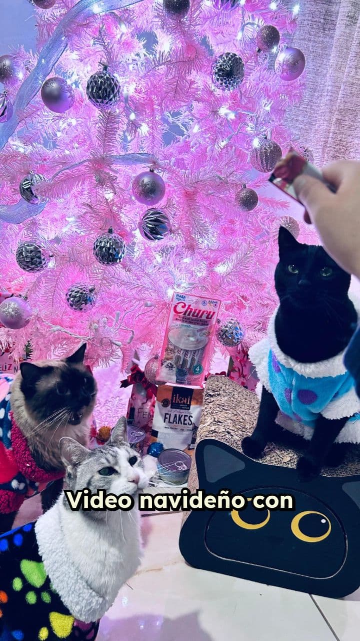 Mejores momentos: gatos comiendo Churu