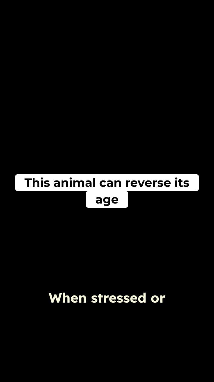 Biological Immortality: The Immortal Jellyfish