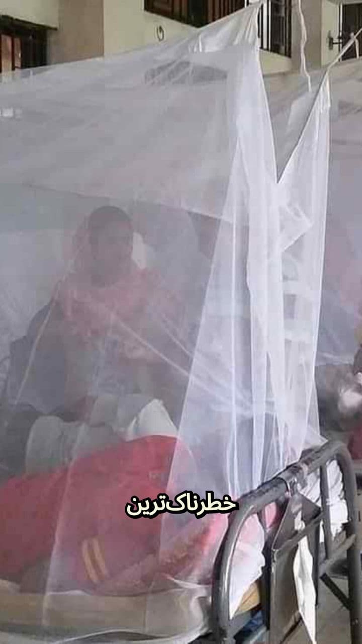 خطر پشه آئدس و پیشگیری از تب دنگی