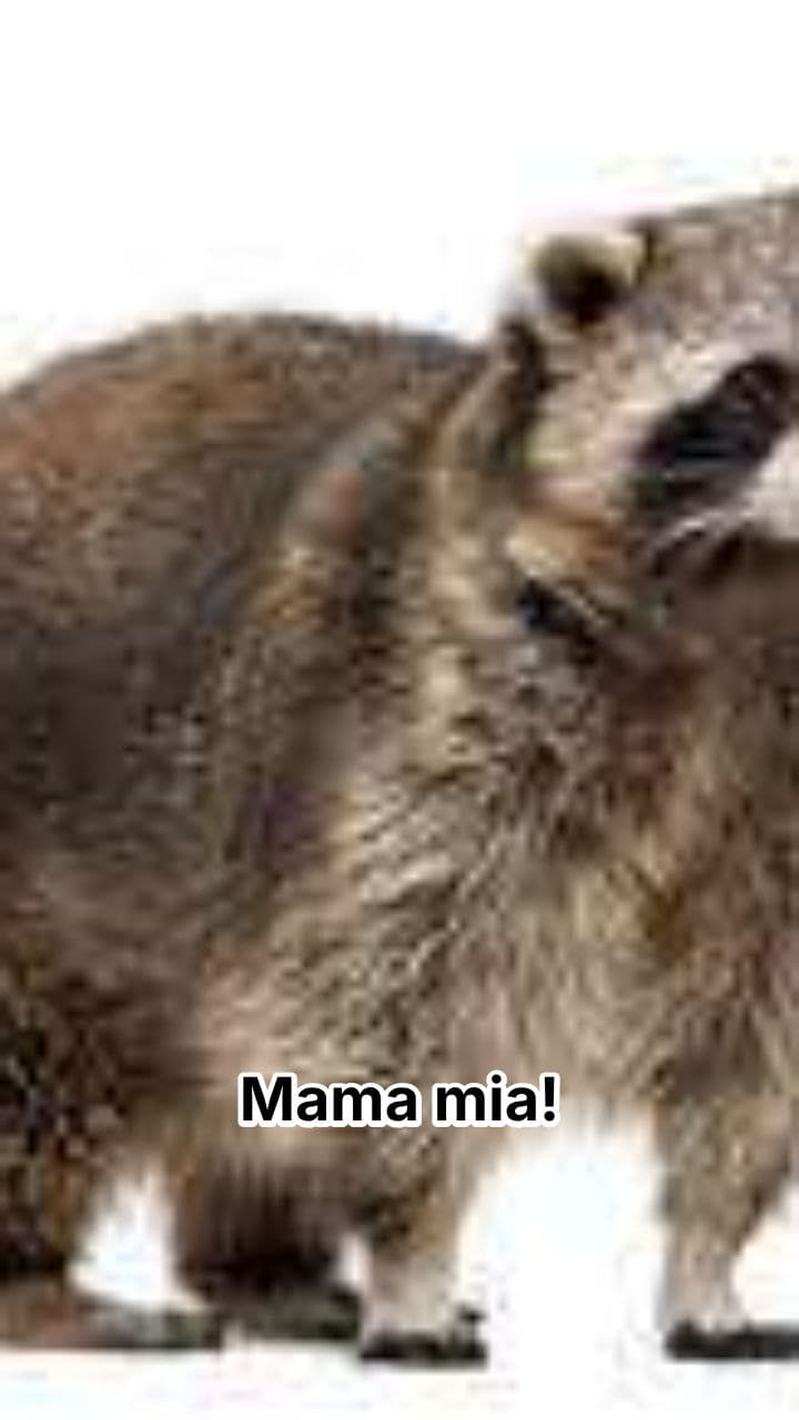 Raccooncino Zuccarone: La Danza Incomprensibile