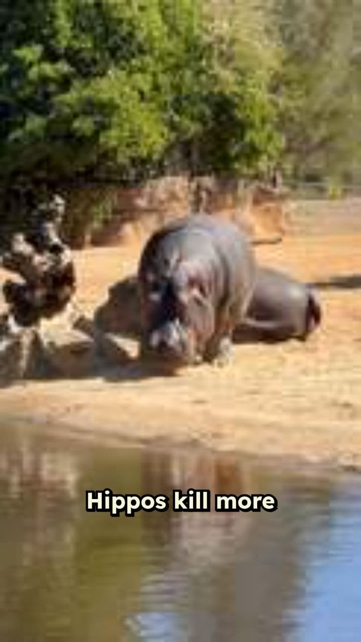 Hippos: Graceful Giants Underwater