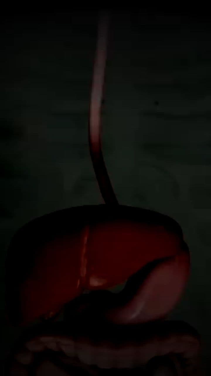 The Link Between Intestinal Health and Mental Peace