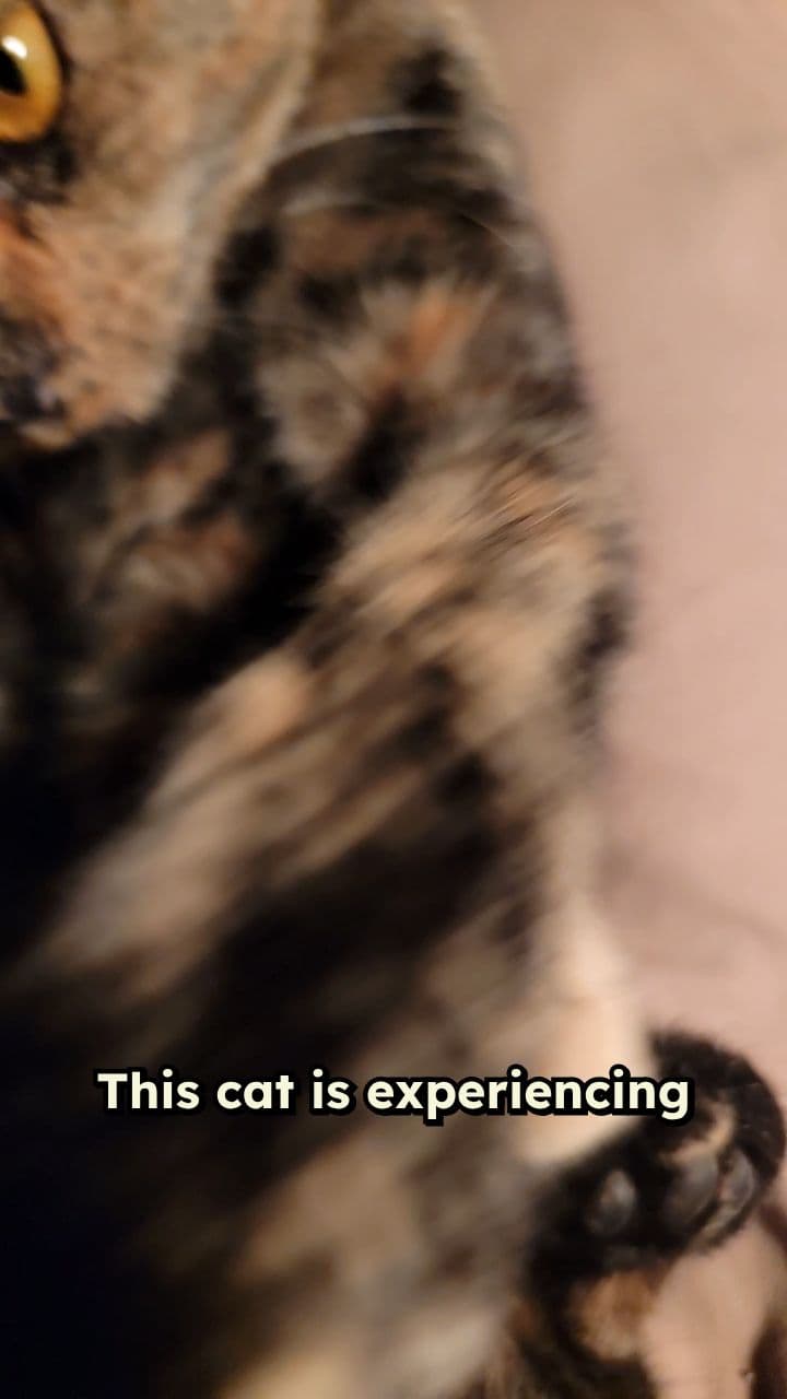 Pure Bliss: A Cat's Relaxation Moment