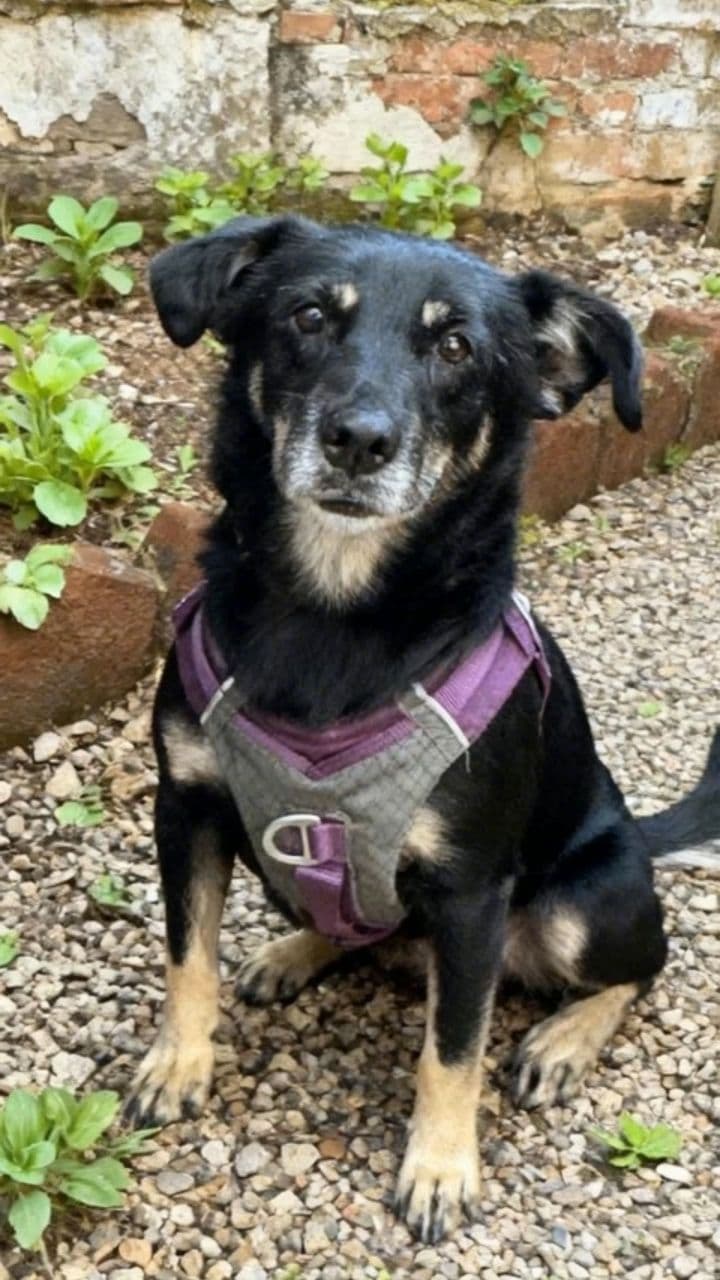 Image transform video