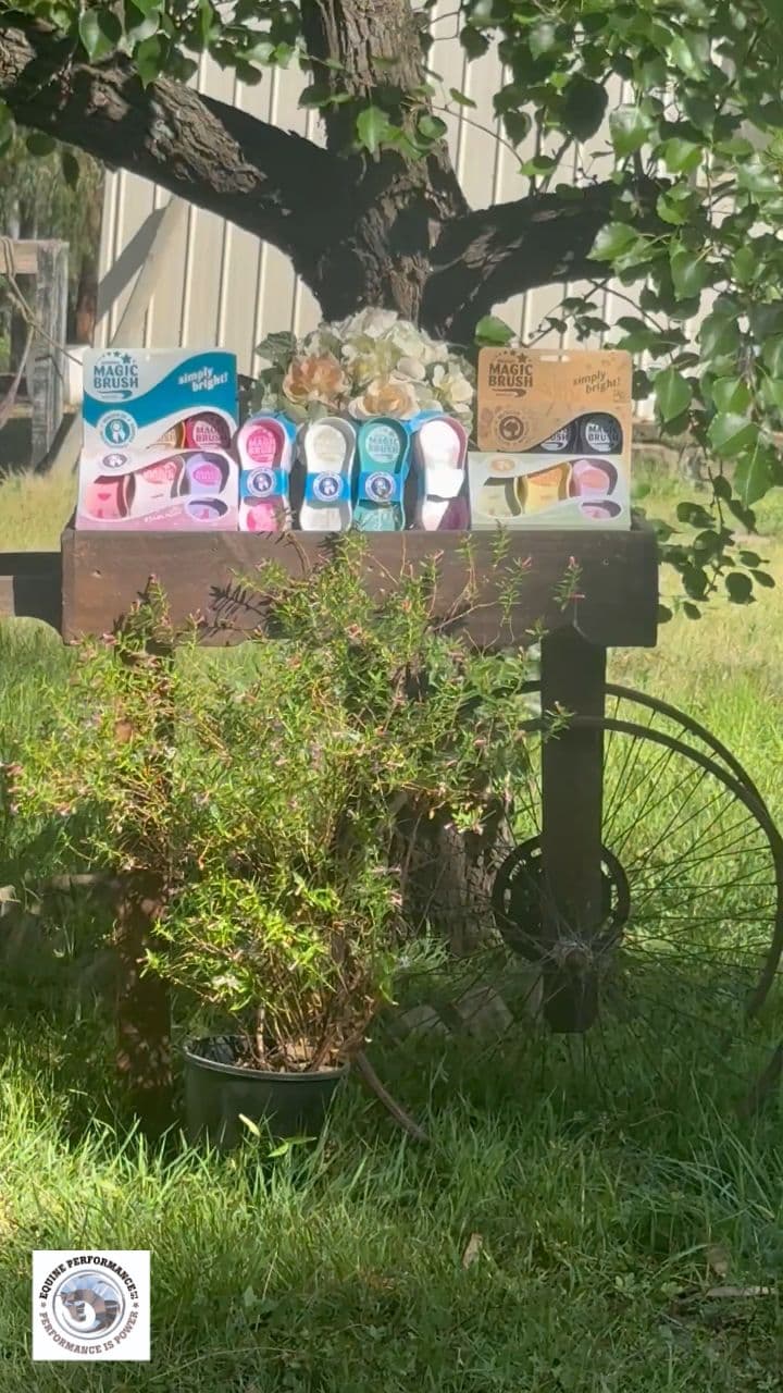 Magic Brush for a Shining Horse