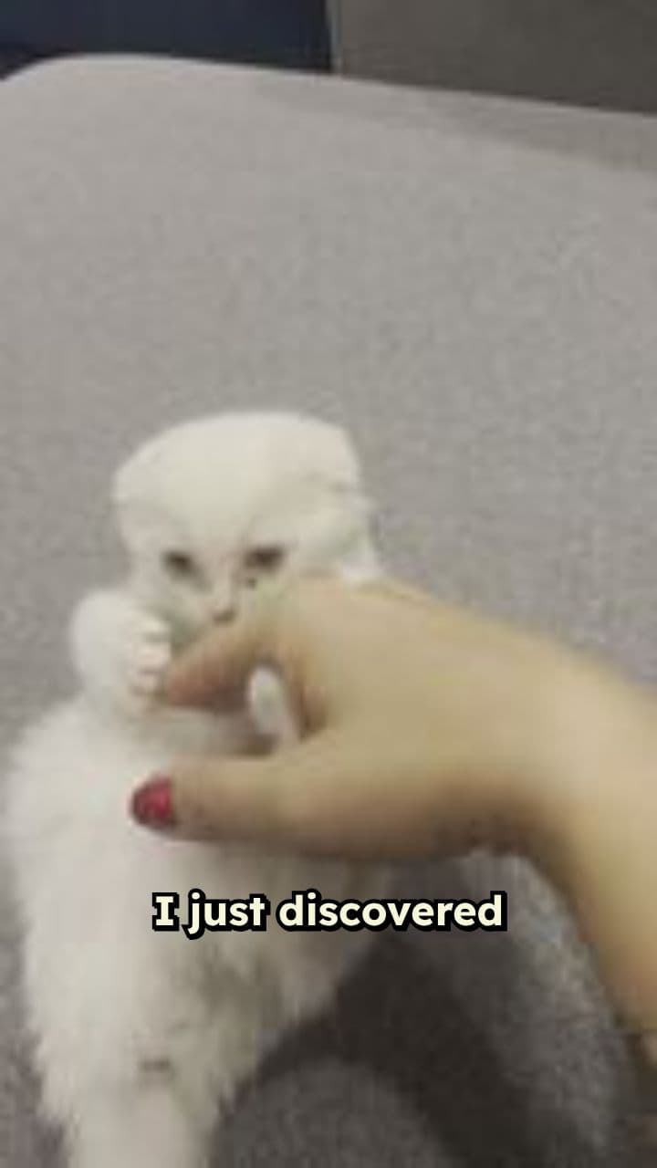 Viral AI Cat Videos: Earn $50,000 Monthly