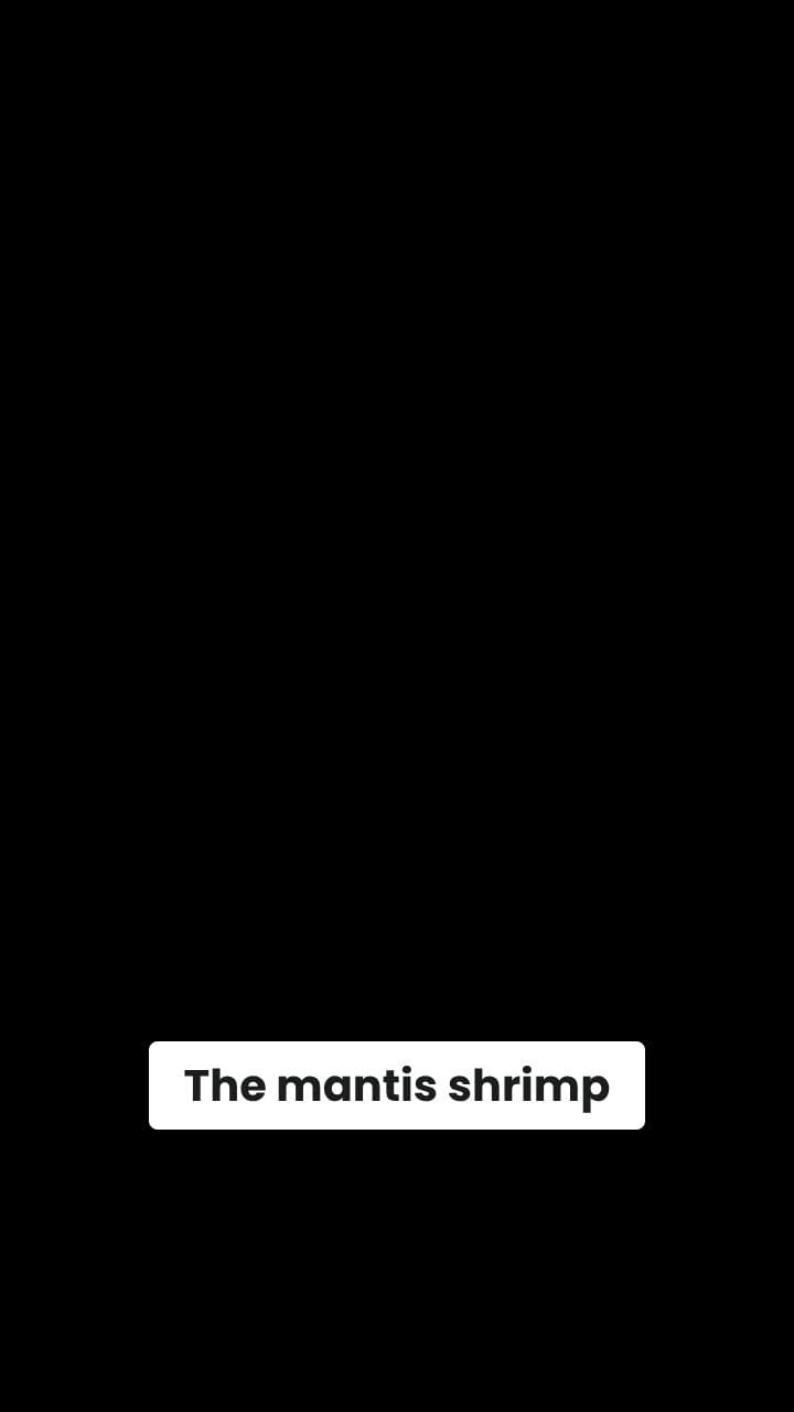 Mantis Shrimp: Super Punch and Vision