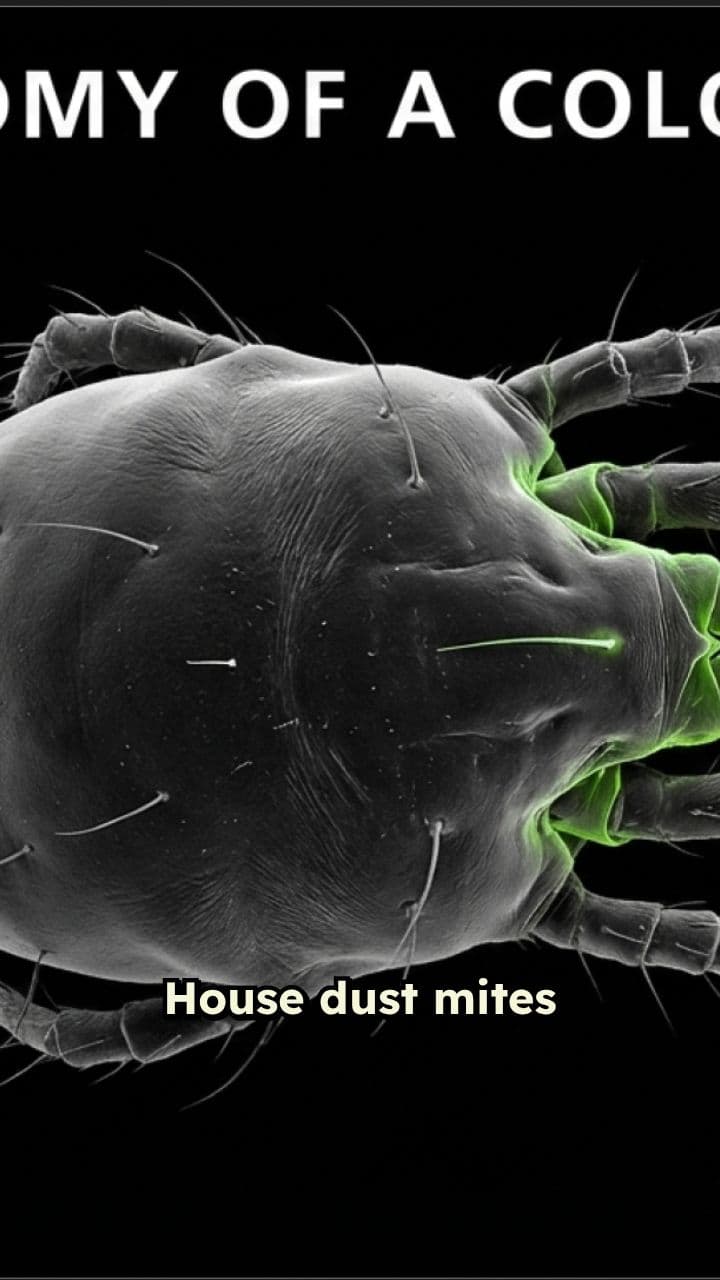 Combatting House Dust Mites Effectively