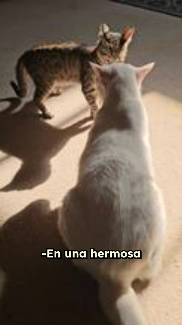 La aventura del gatito perdido