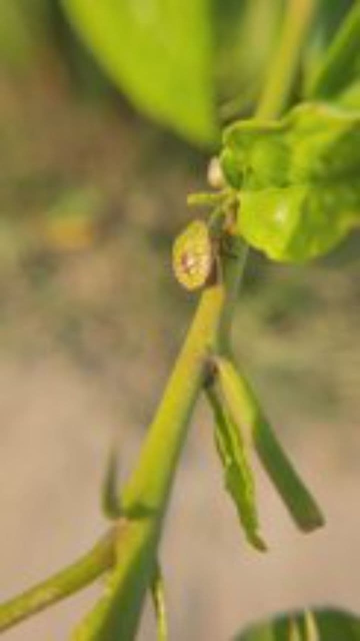 The Coriander on a Salamander Monologue