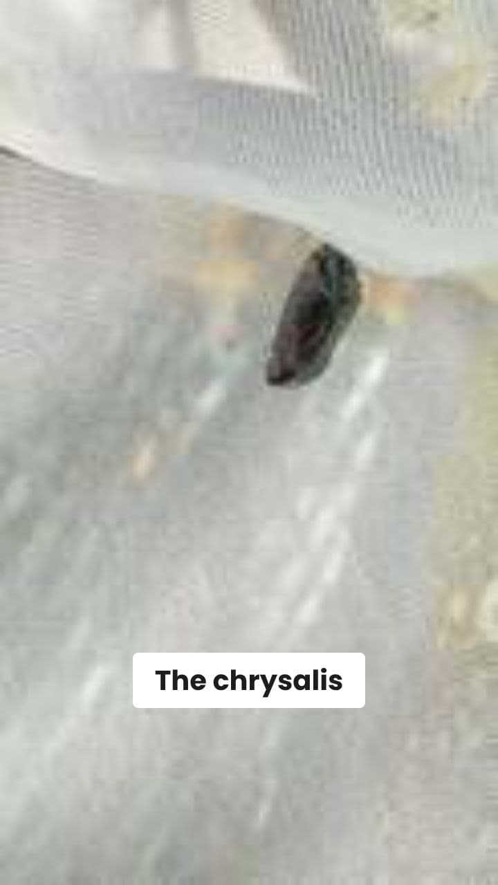 Chrysalis Awakening