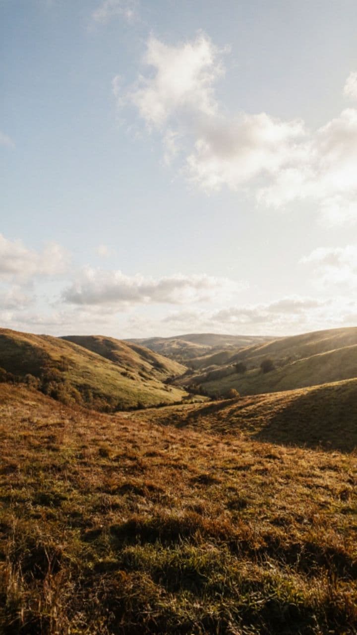 My Spaniel and Starry Nights