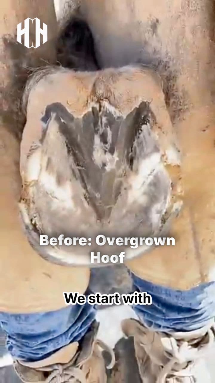 Overgrown Hoof Needs Attention