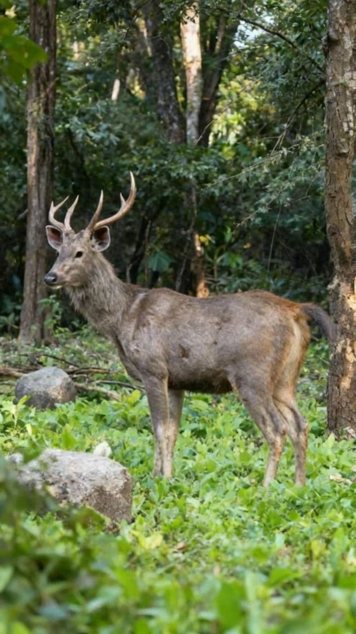 Image transform video