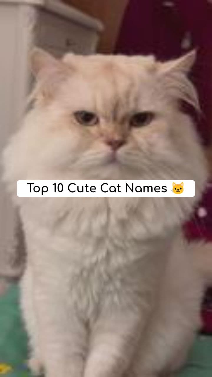 Top 10 Cute Cat Names