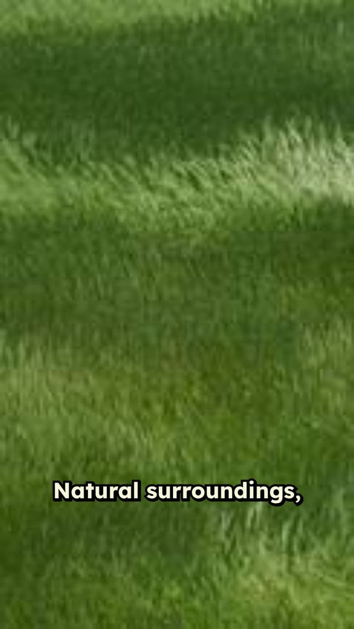 Dream Plots in Nature's Embrace