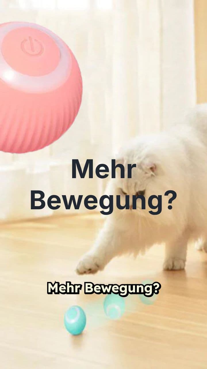 Active Fun for Your Kitten!