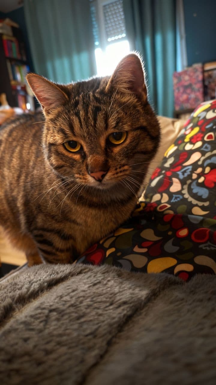 Chat "Don't Worry Be Happy"