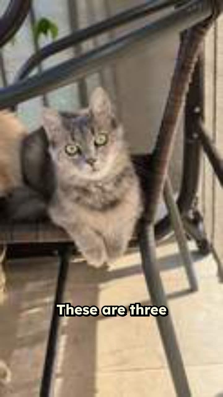 Worst Animal Parents in Nature