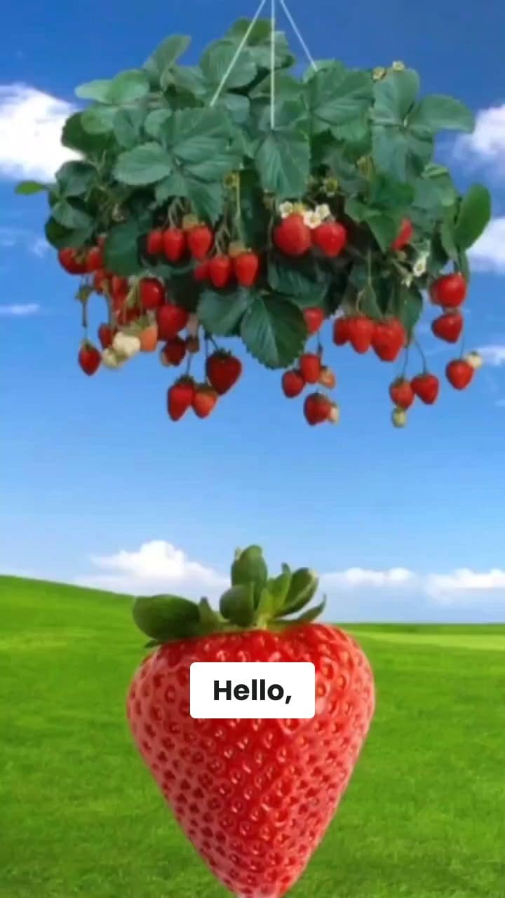 Funny Birthday Wishes