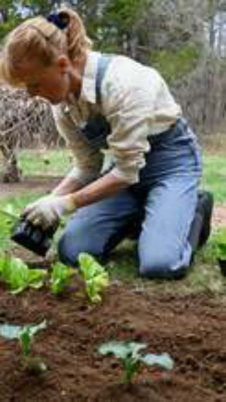 Farmer Grows a Fruit Tree