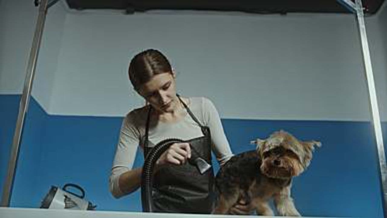 Chaos in a Looney Tunes Town