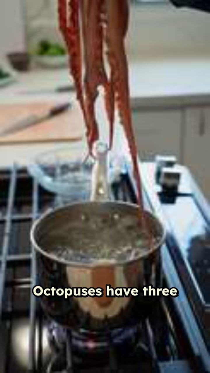 Octopus Hearts Explained