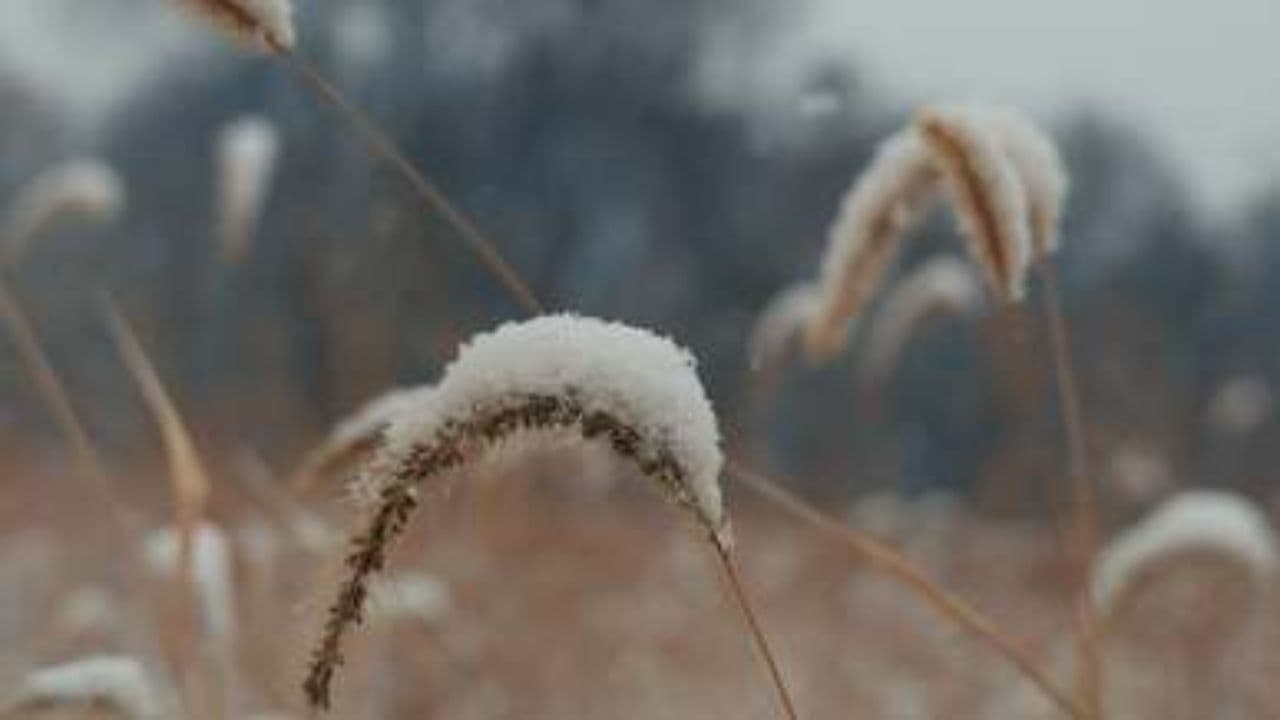 Gratitude for Our Faculty This Christmas