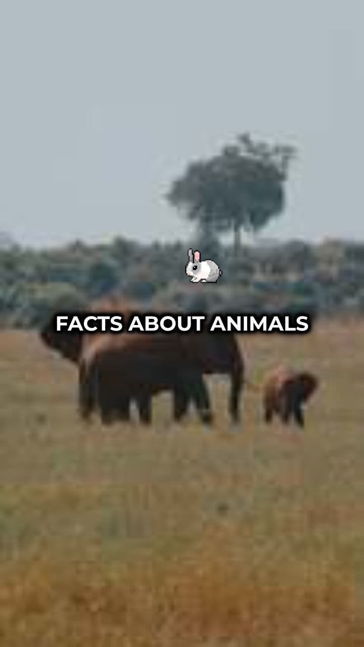 Mind-Blowing Animal Facts
