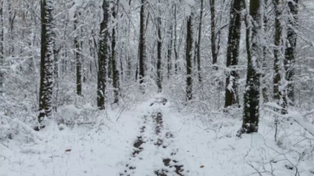 Мрії про мир у темні часи