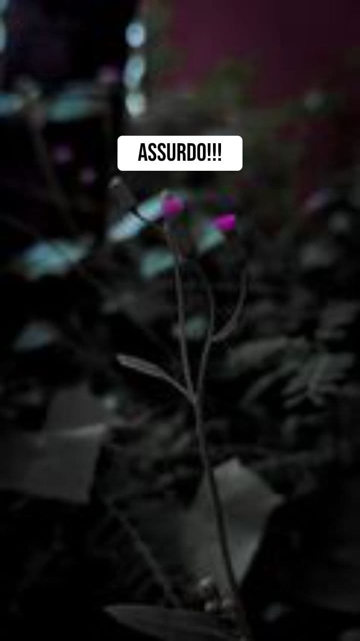 Inseguimento Assurdo