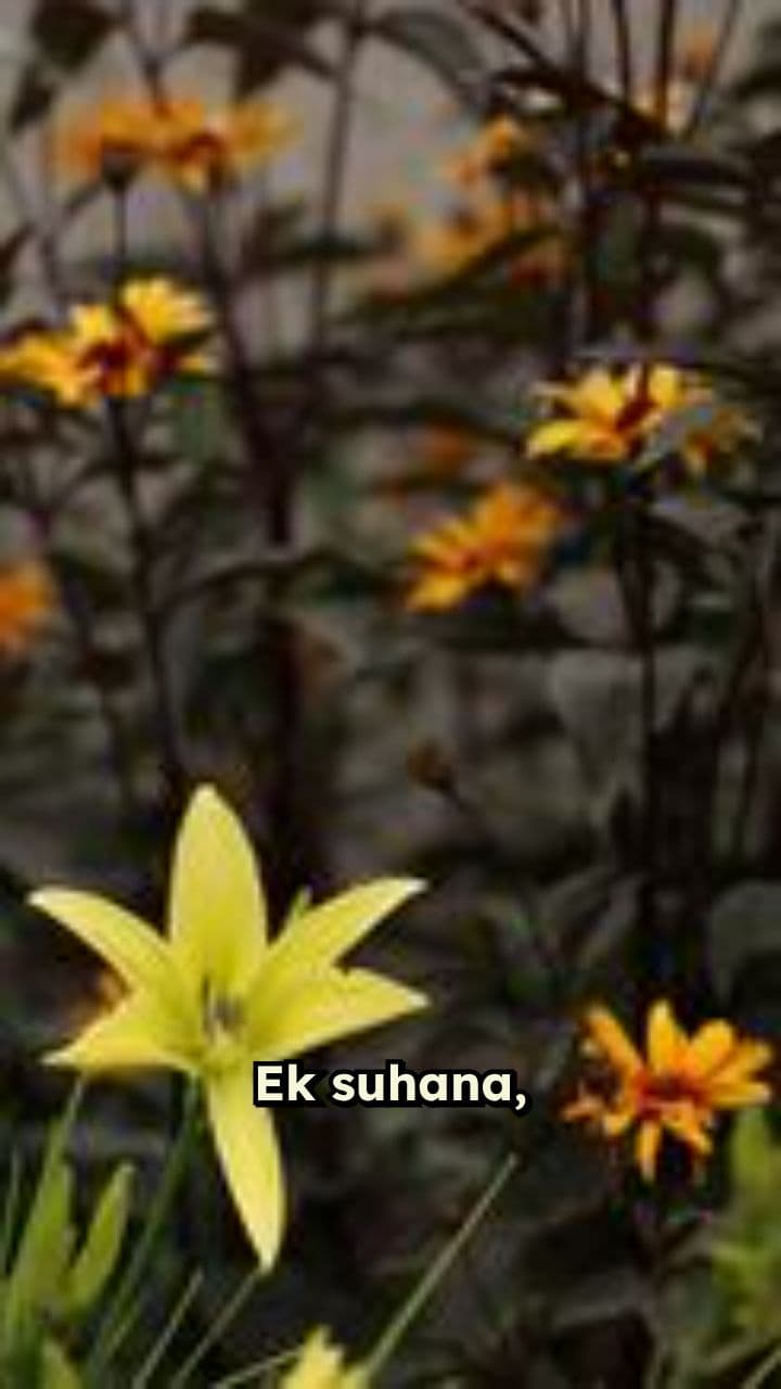 NuNu’s Chuk-Chuk Garden Ride