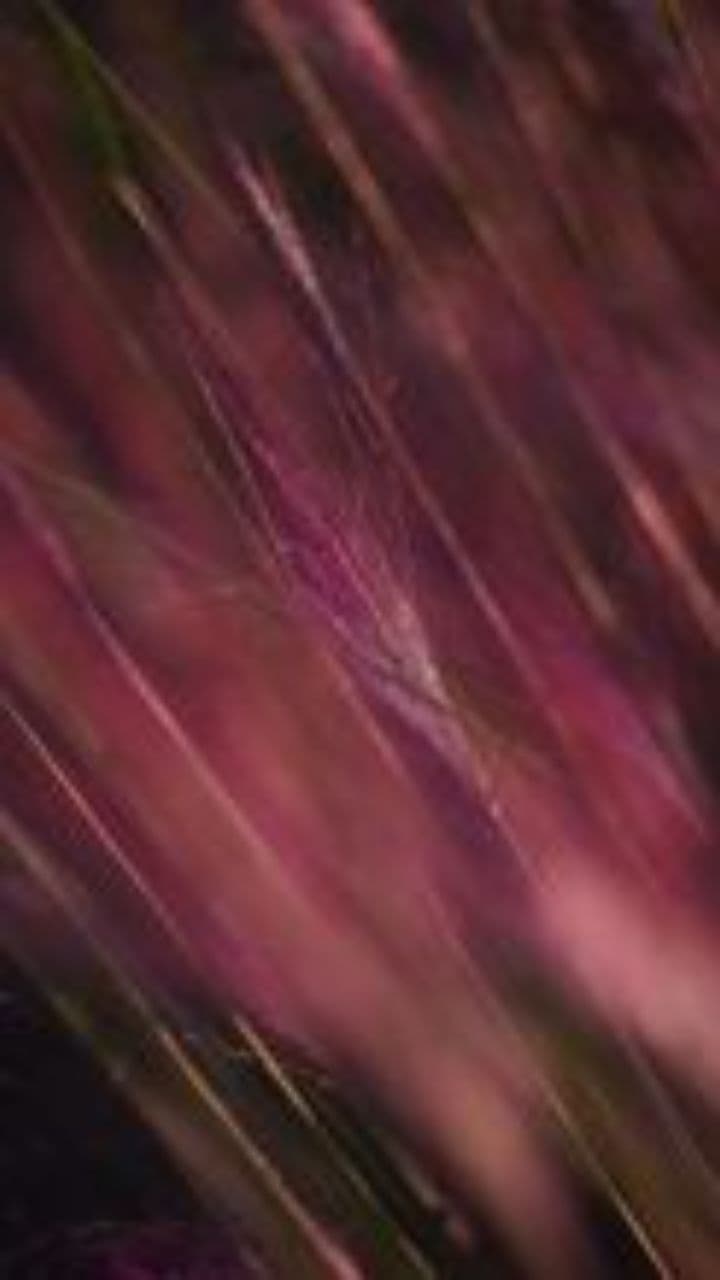 Adiós, Nico del corazón