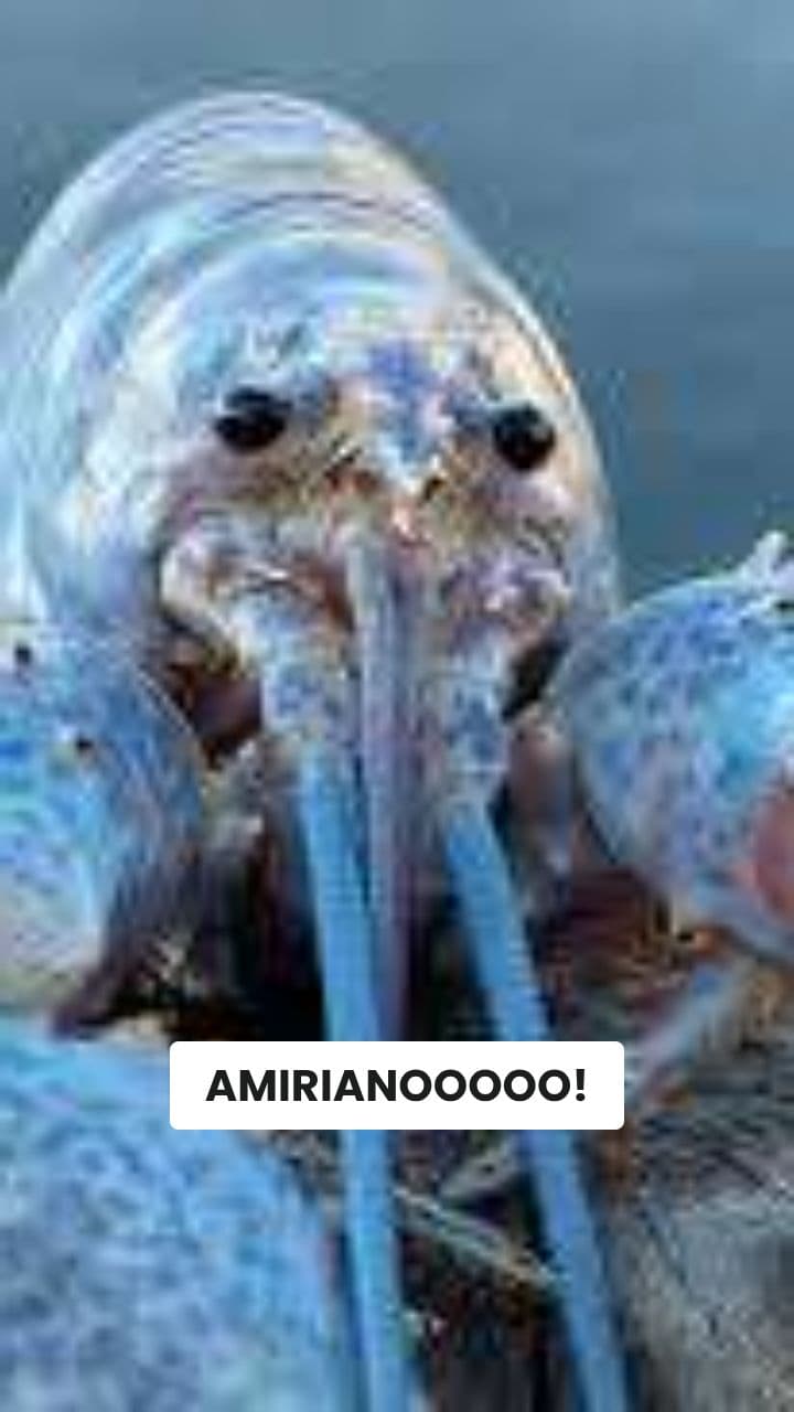 Lobsterino Blu: Il Tuk Tuk Pazzo