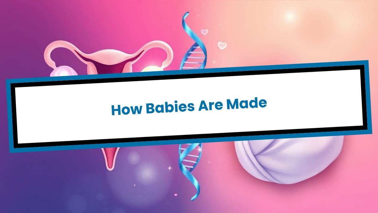 How Babies Are Made